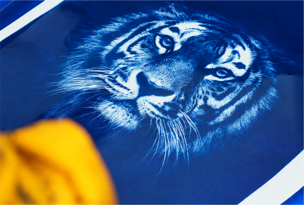 Cyanotype